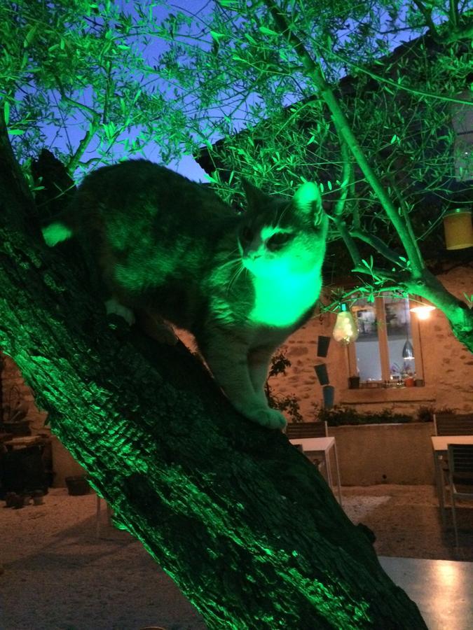 Apres La Sieste Saint-Laurent-des-Arbres Zewnętrze zdjęcie
